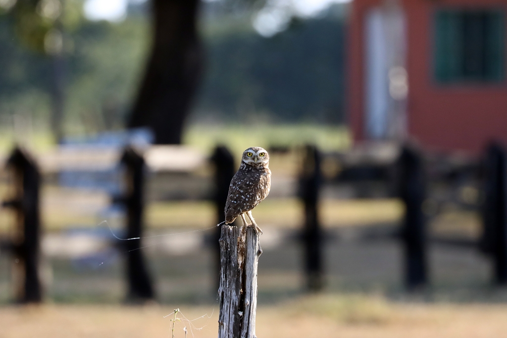 Kaninchenkauz (Burrowing owl, Athene cunicularia)