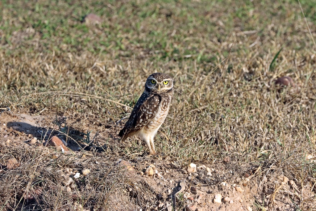 Kaninchenkauz (Burrowing owl, Athene cunicularia)
