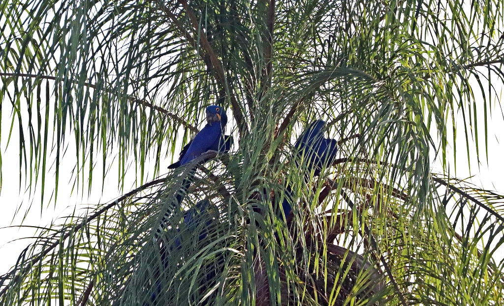 Hyazintharas (Hyacinth macaw, Anodorhynchus hyacinthinus)