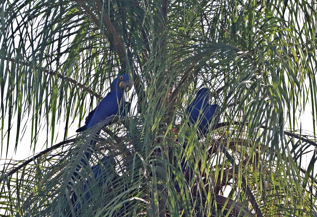 Hyazintharas (Hyacinth macaw, Anodorhynchus hyacinthinus)