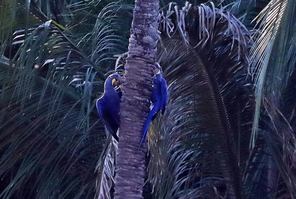 Hyazintharas (Hyacinth macaw, Anodorhynchus hyacinthinus)