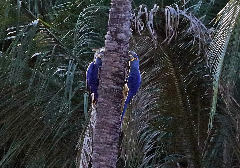 Hyazintharas (Hyacinth macaw, Anodorhynchus hyacinthinus)