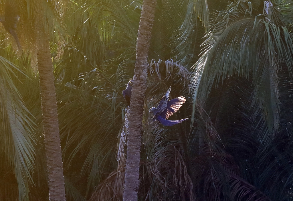 Hyazintharas (Hyacinth macaw, Anodorhynchus hyacinthinus)