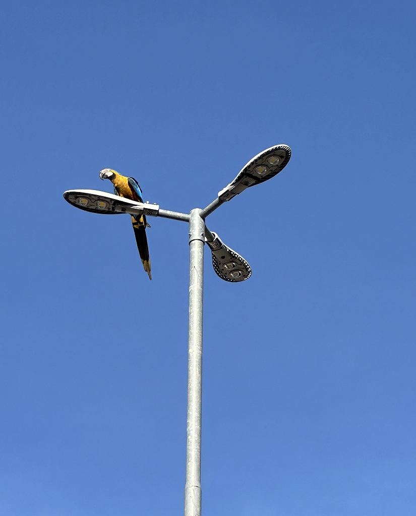 Gelbbrustara (Blue-and-yellow macaw, Ara ararauna) in Cuiaba