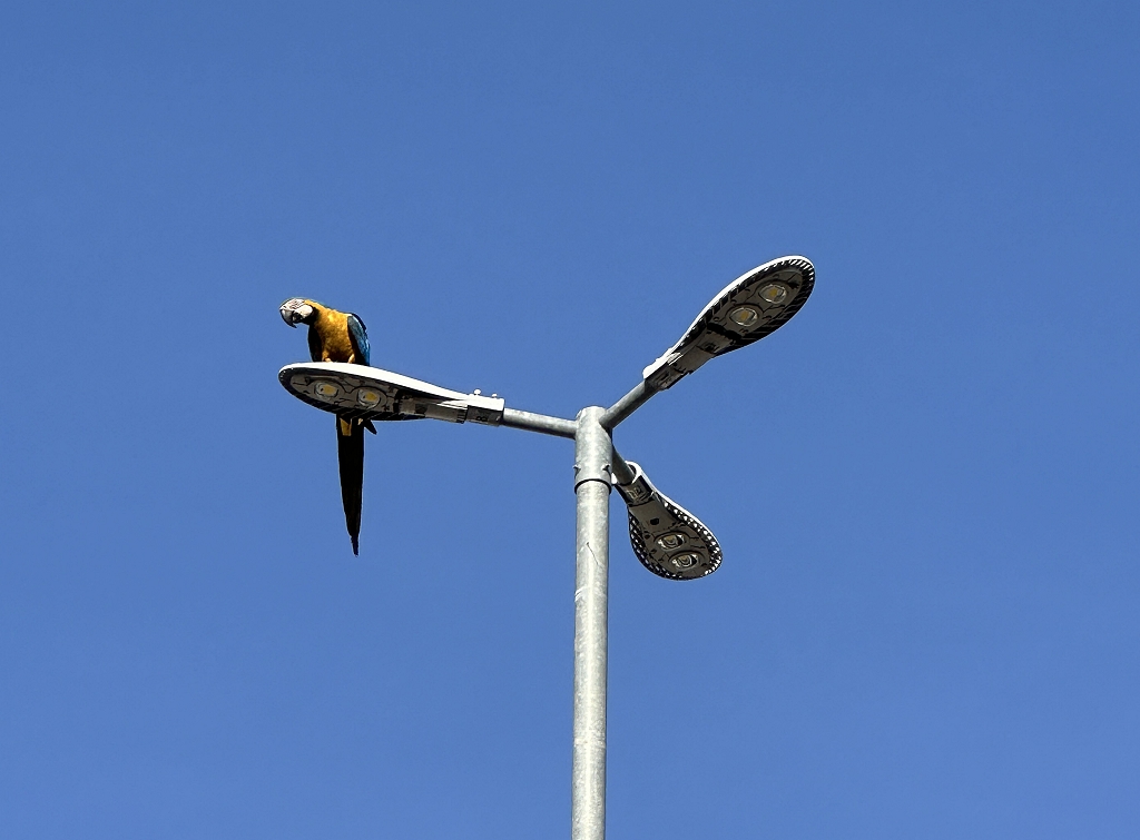 Gelbbrustara (Blue-and-yellow macaw, Ara ararauna) in Cuiaba