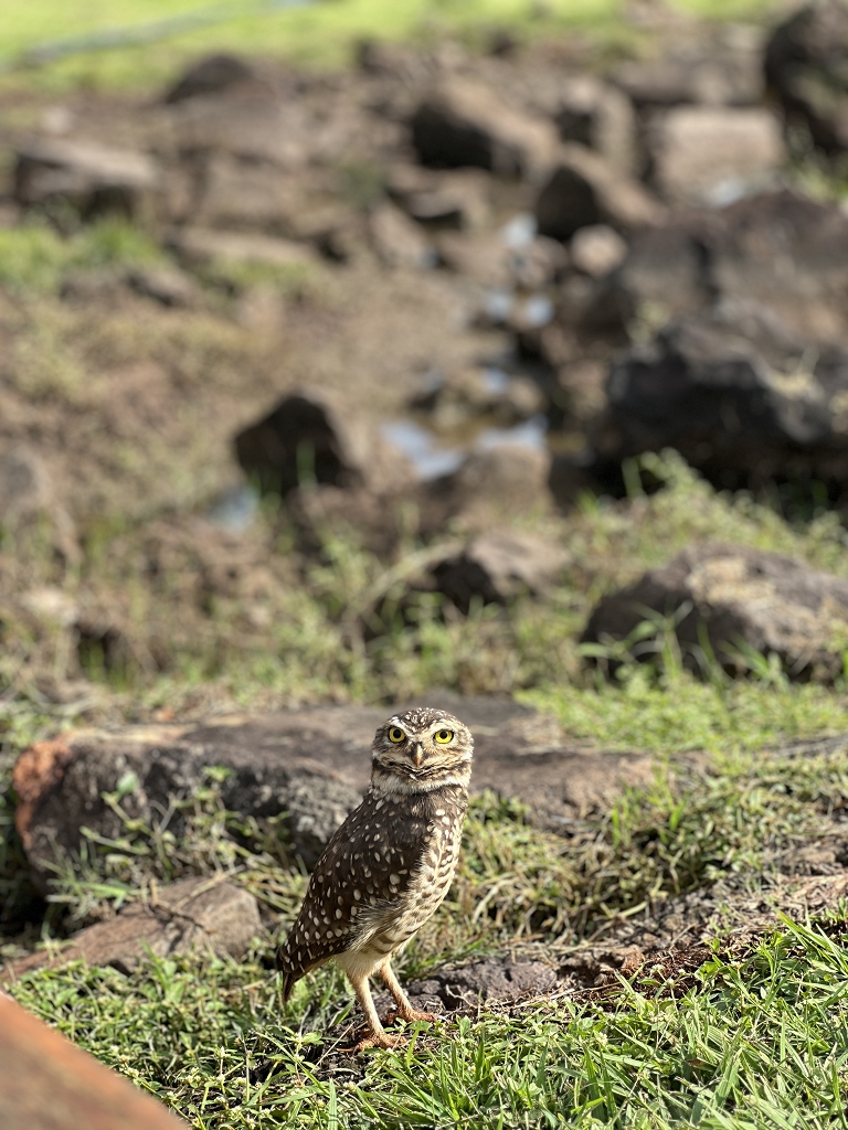 Kaninchenkauz auf dem Iguassu Falls Golfclub