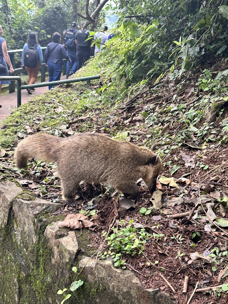 Südamerikanischer Nasenbär an den Iguazu-Wasserfällen