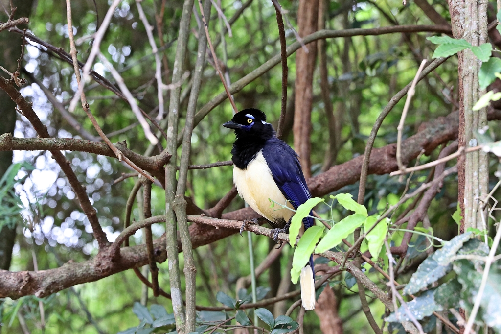 Kappenblaurabe (Plush-crested Jay, Cyanocorax chrysops) an den Iguazu-Wasserfällen