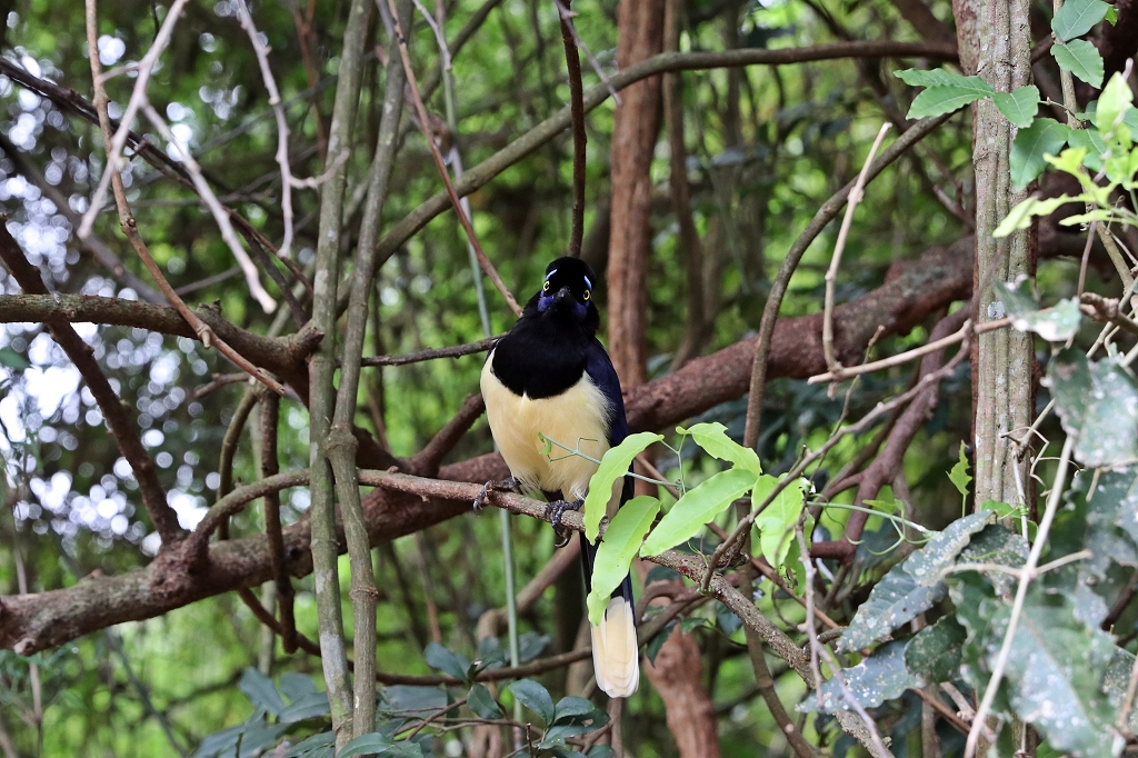 Kappenblaurabe (Plush-crested Jay, Cyanocorax chrysops) an den Iguazu-Wasserfällen