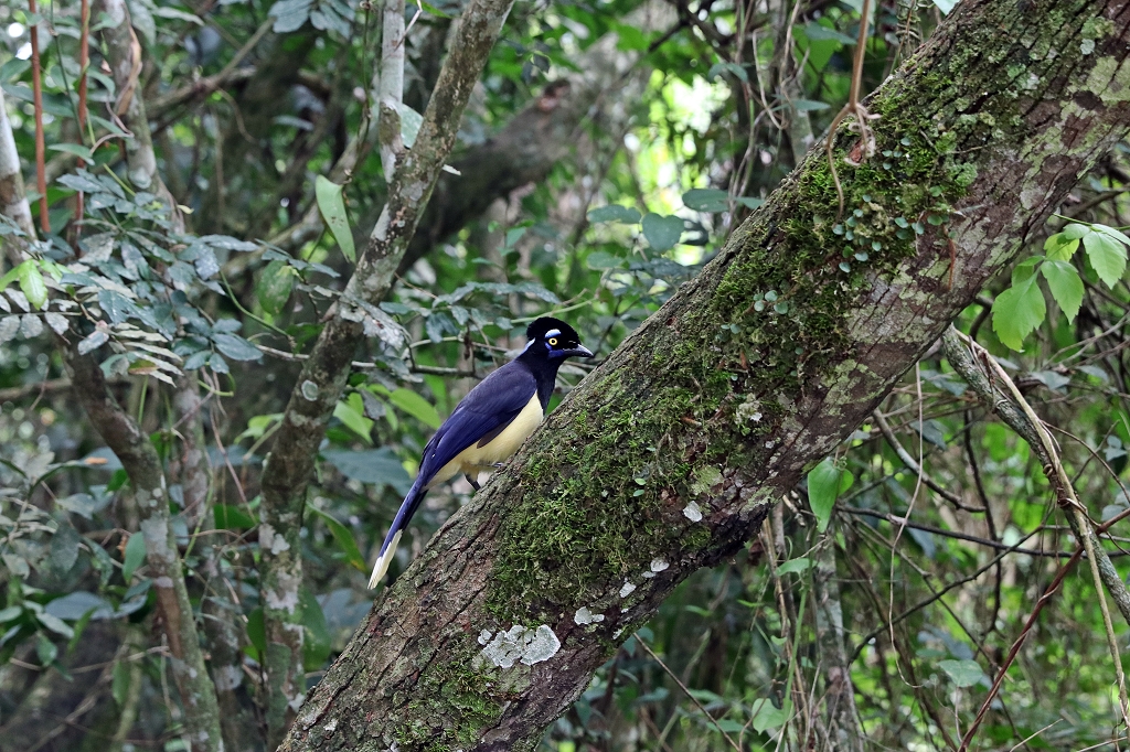 Kappenblaurabe (Plush-crested Jay, Cyanocorax chrysops) an den Iguazu-Wasserfällen