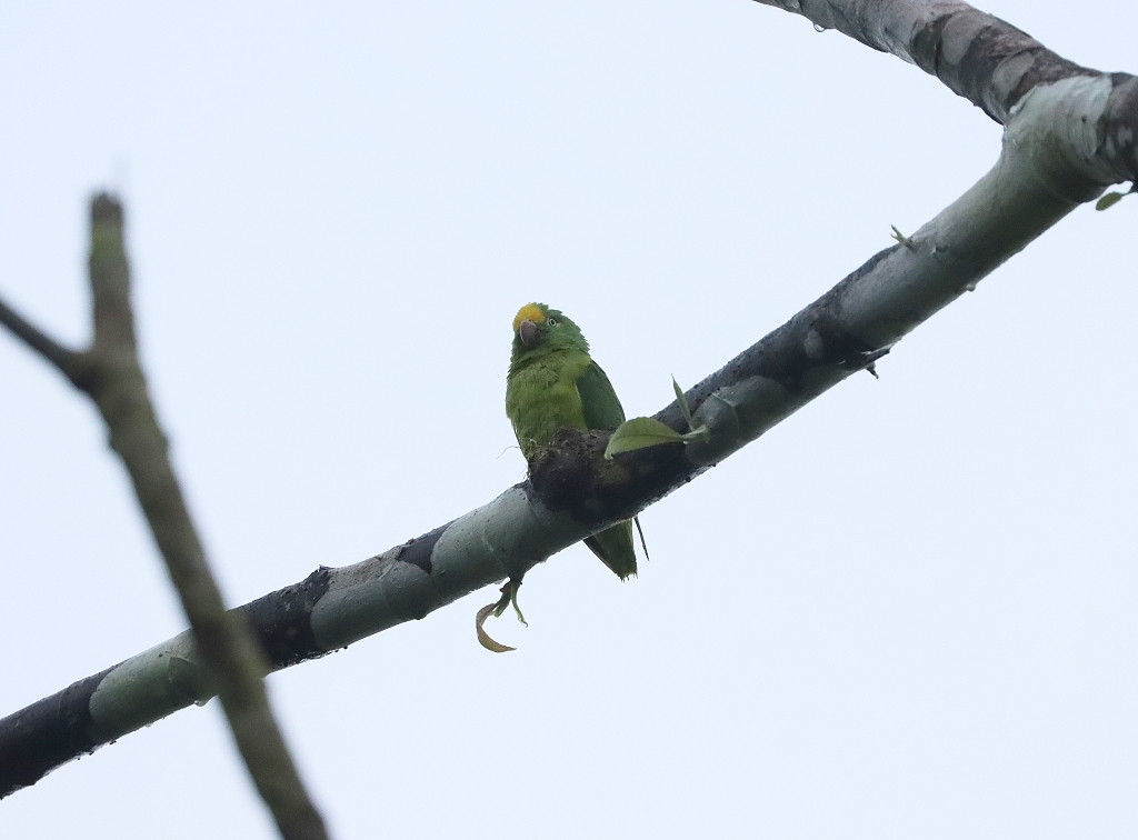 Tuisittich (Tui parakeet, Brotogeris sanctithomae)