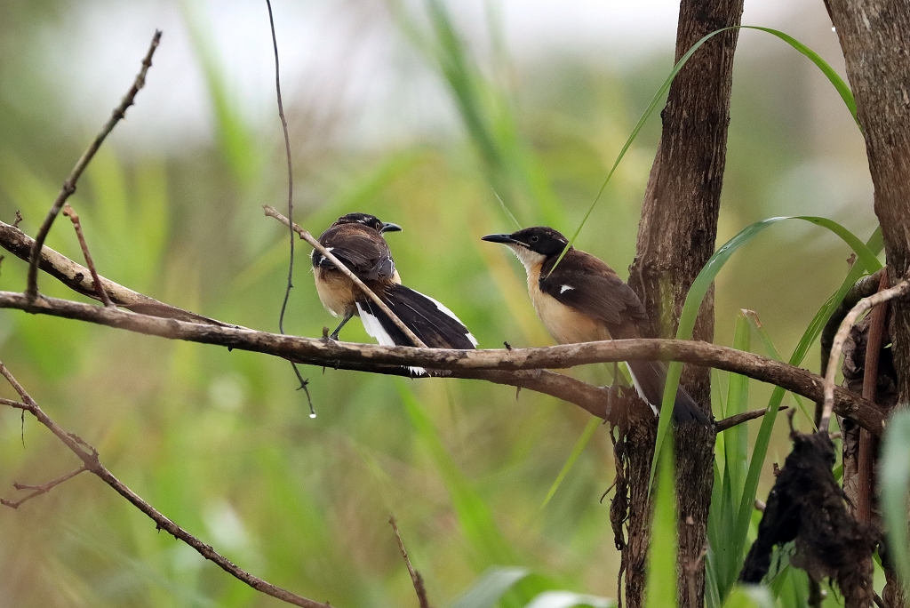 Rohrspötter (oder Rohrspottdrossel; Black-capped donacobius, Donacobius atricapilla)