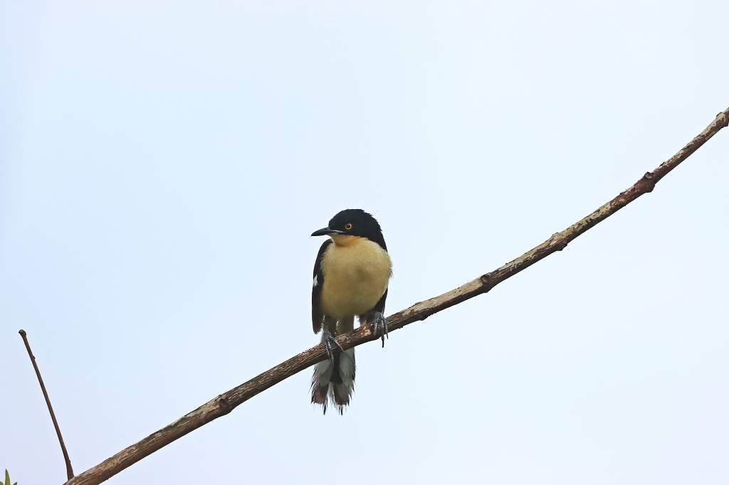 Rohrspötter (oder Rohrspottdrossel; Black-capped donacobius, Donacobius atricapilla)