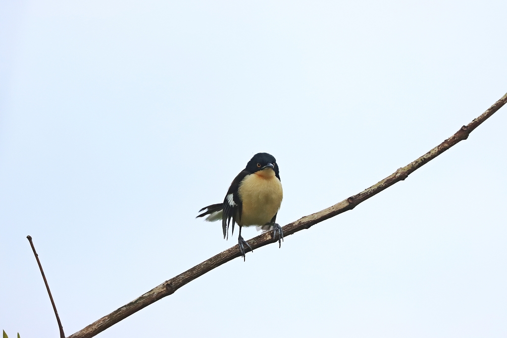 Rohrspötter (oder Rohrspottdrossel; Black-capped donacobius, Donacobius atricapilla)