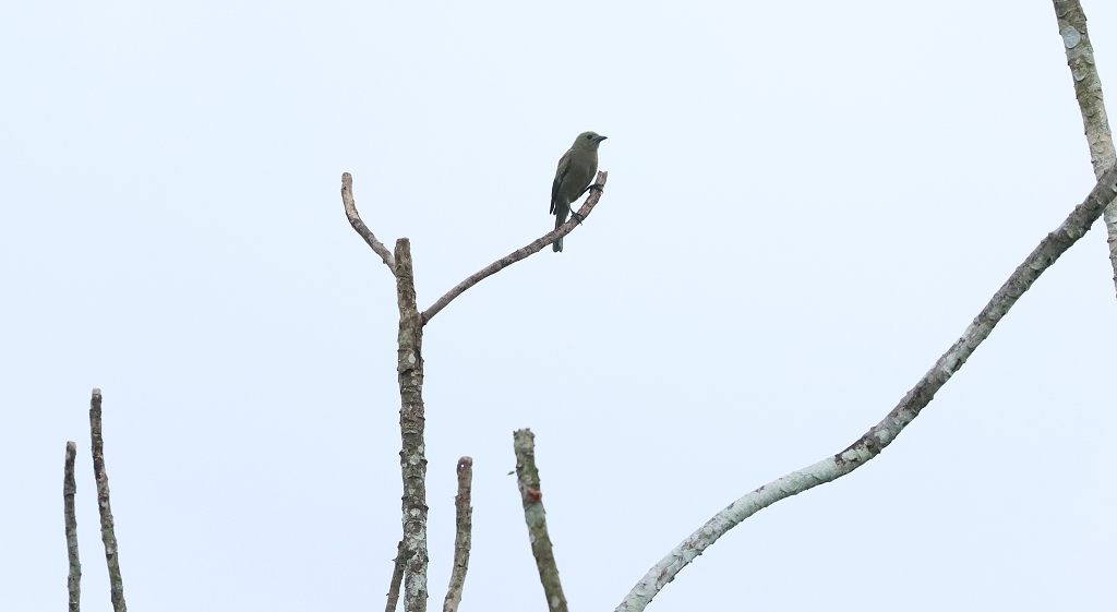 Palmentangare (Palm tanager, Thraupis palmarum)