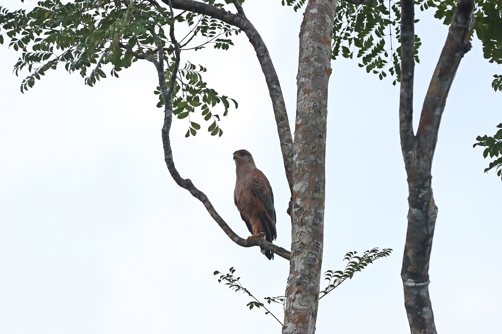 Savannenbussard (Savanna hawk, Buteogallus meridionalis)