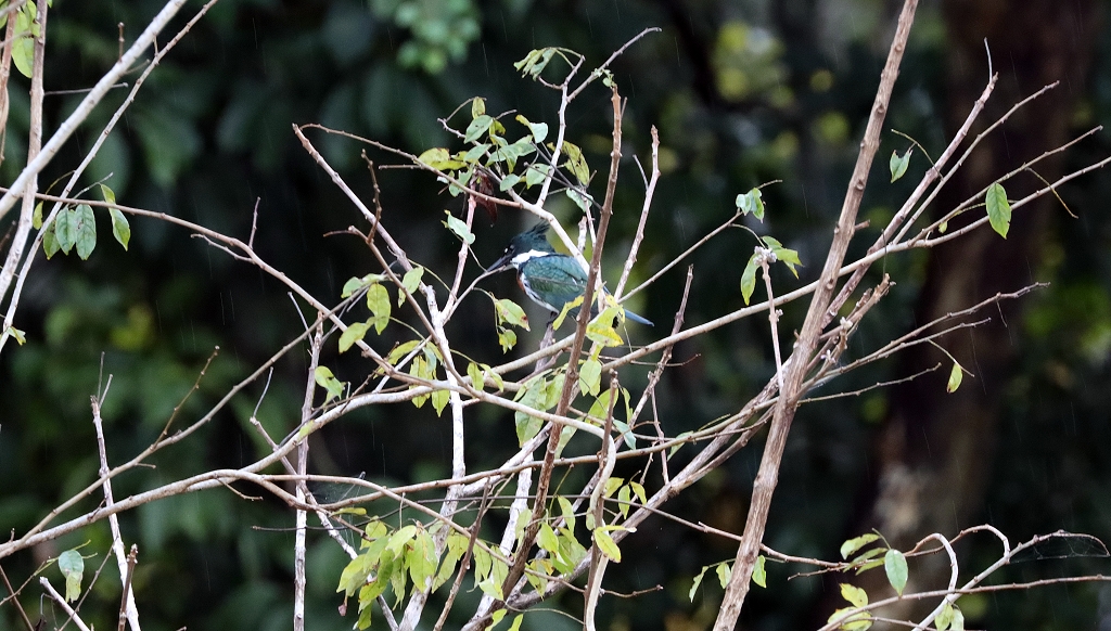 Amazonasfischer (Amazon kingfisher, Chloroceryle amazona)