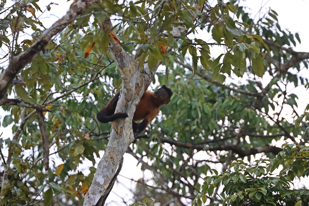Braune Kapuzineraffen im Amazonas