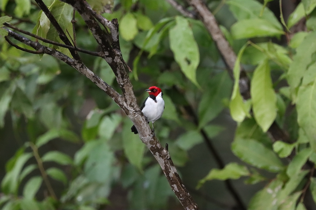 Schwarzkehltangare (Red-capped cardinal, Paroaria gularis)
