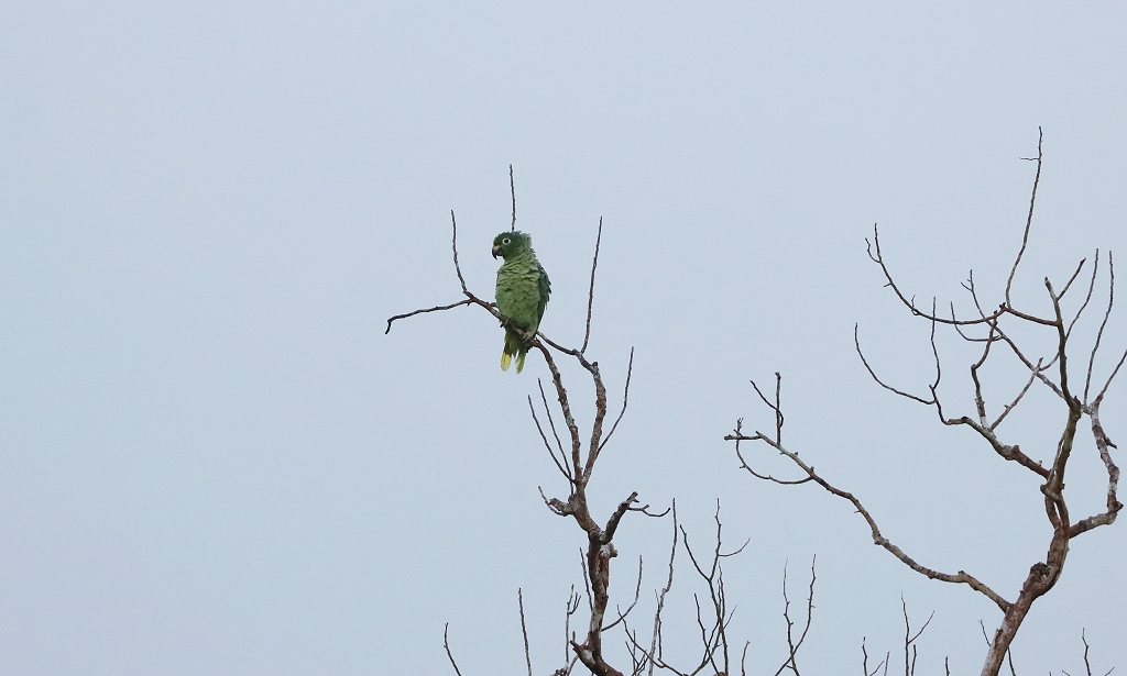 Mülleramazone (Mealy amazon or Mealy parrot, Amazona farinosa)