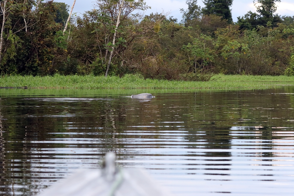 Amazonasdelfin