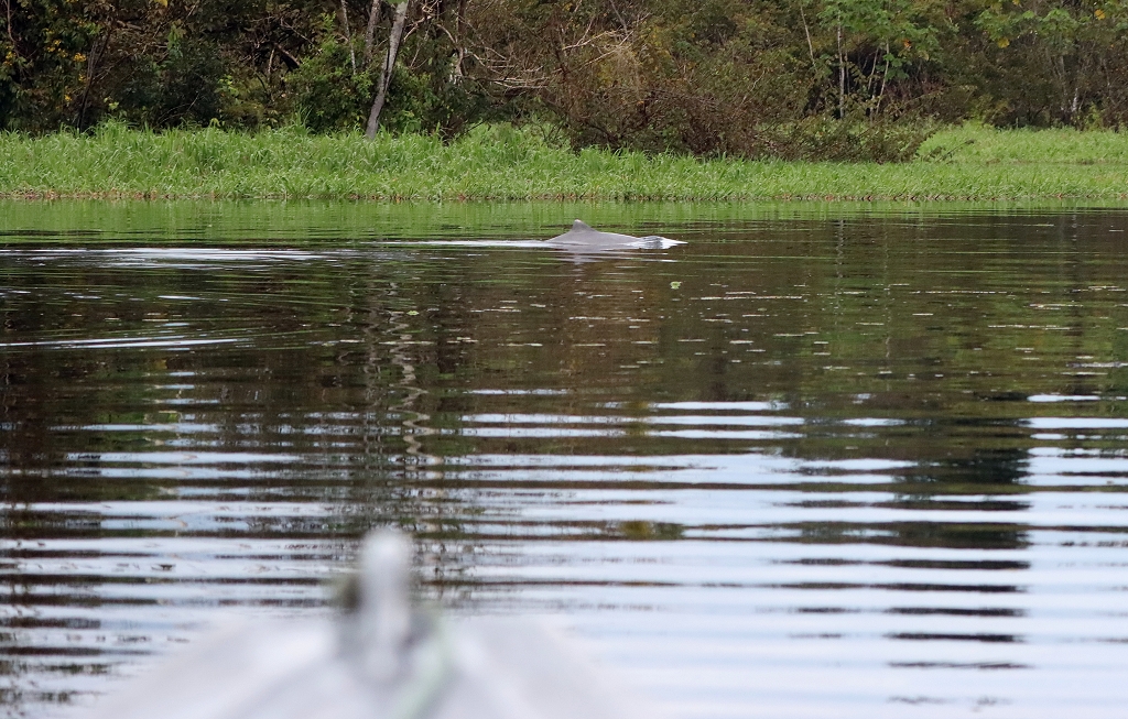 Amazonasdelfin