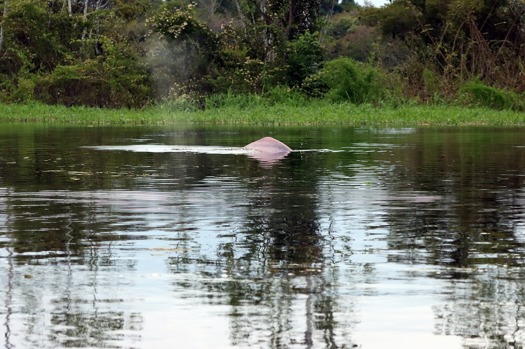 Amazonasdelfin