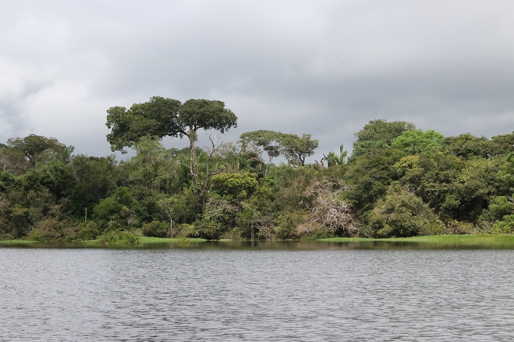 Fahrt vom Arara-Hafen zur Amazon Turtle Lodge