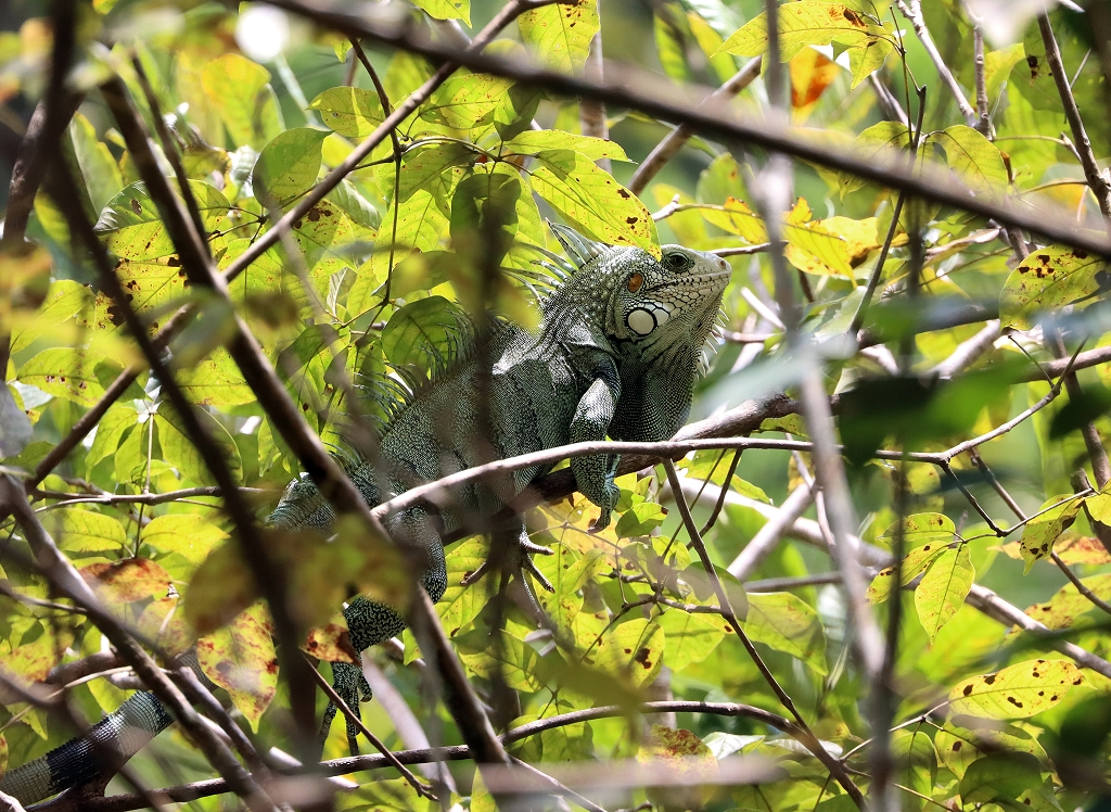 Hausleguan, den wir vom Balkon aus beobachten konnten