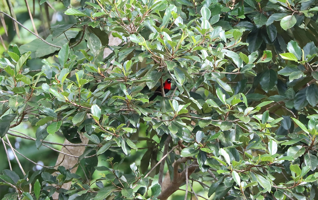 schwarz-rote Maskentangare (Masked crimson tanager, Ramphocelus nigrogularis) an der Amazon Turtle Lodge