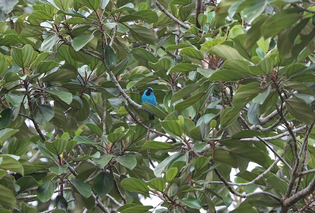 Blaukopfpitpit (Turquoise honeycreeper, Dacnis cayana) an der Amazon Turtle Lodge