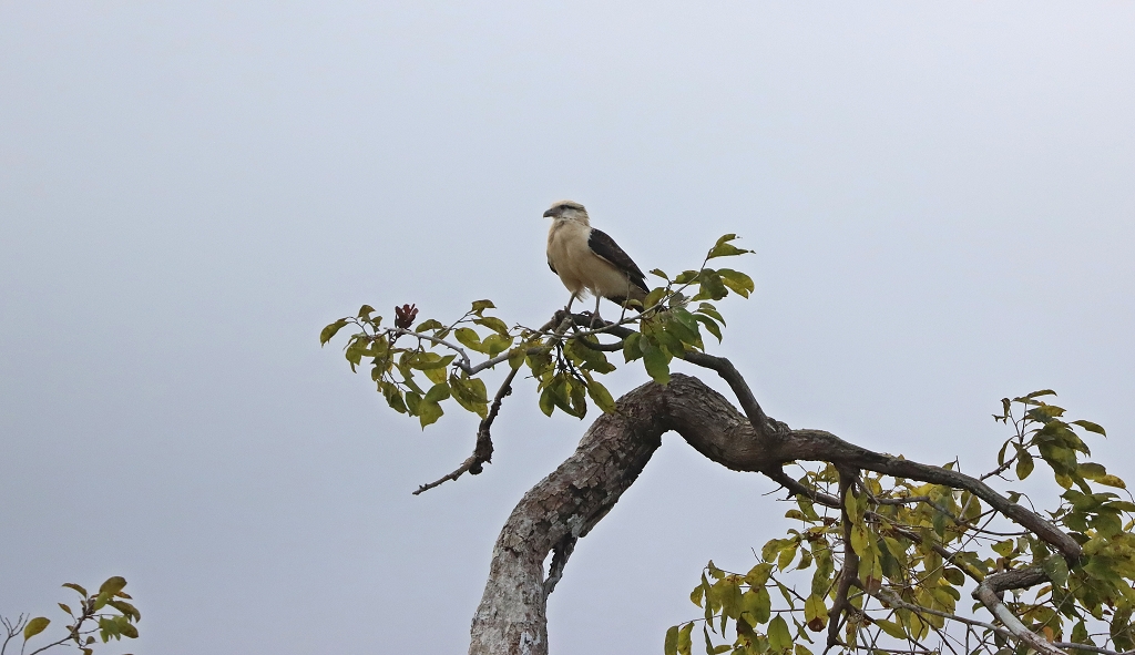 Gelbkopfkarakara (Yellow-headed caracara, Milvago chimachima) im Amazonas