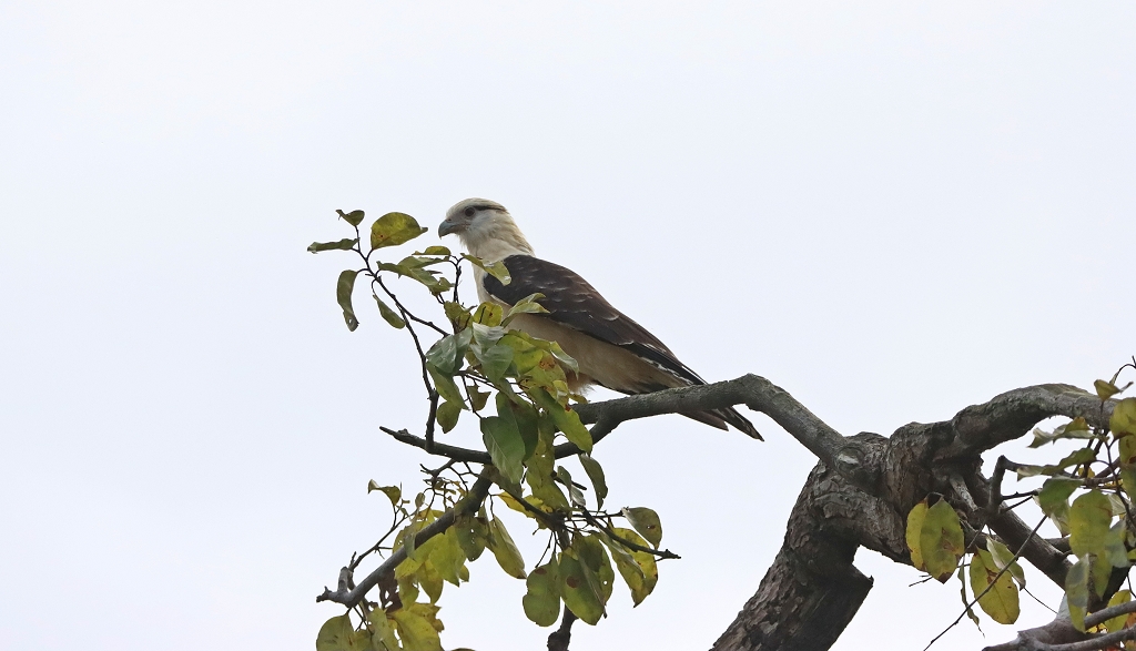 Gelbkopfkarakara (Yellow-headed caracara, Milvago chimachima) im Amazonas