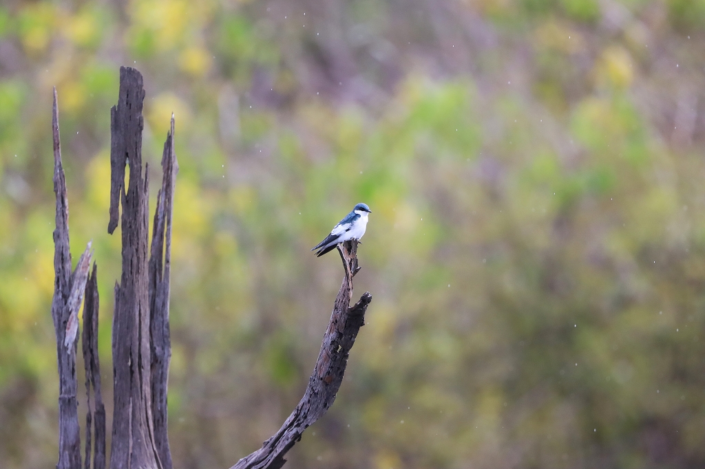 Cayenneschwalbe (White-winged swallow, Tachycineta albiventer)