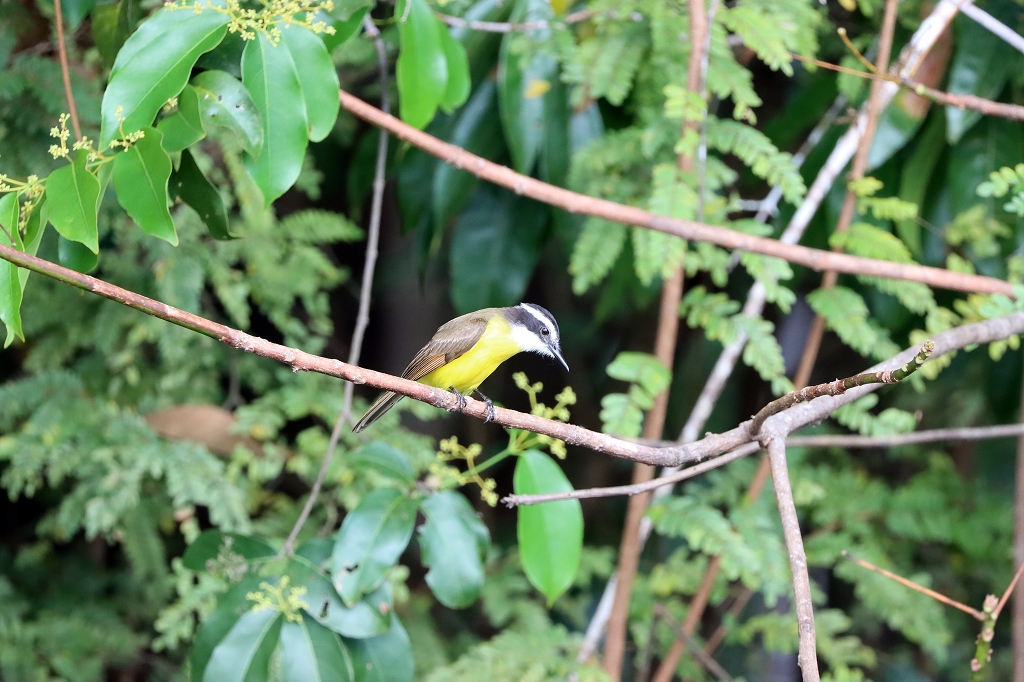 Liktormaskentyrann (Lesser Kiskadee, Philohydor lictor)