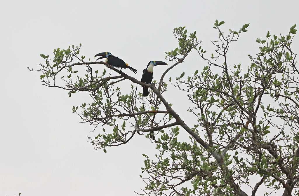 Weißbrusttukane(White-throated toucan, Ramphastos tucanus)