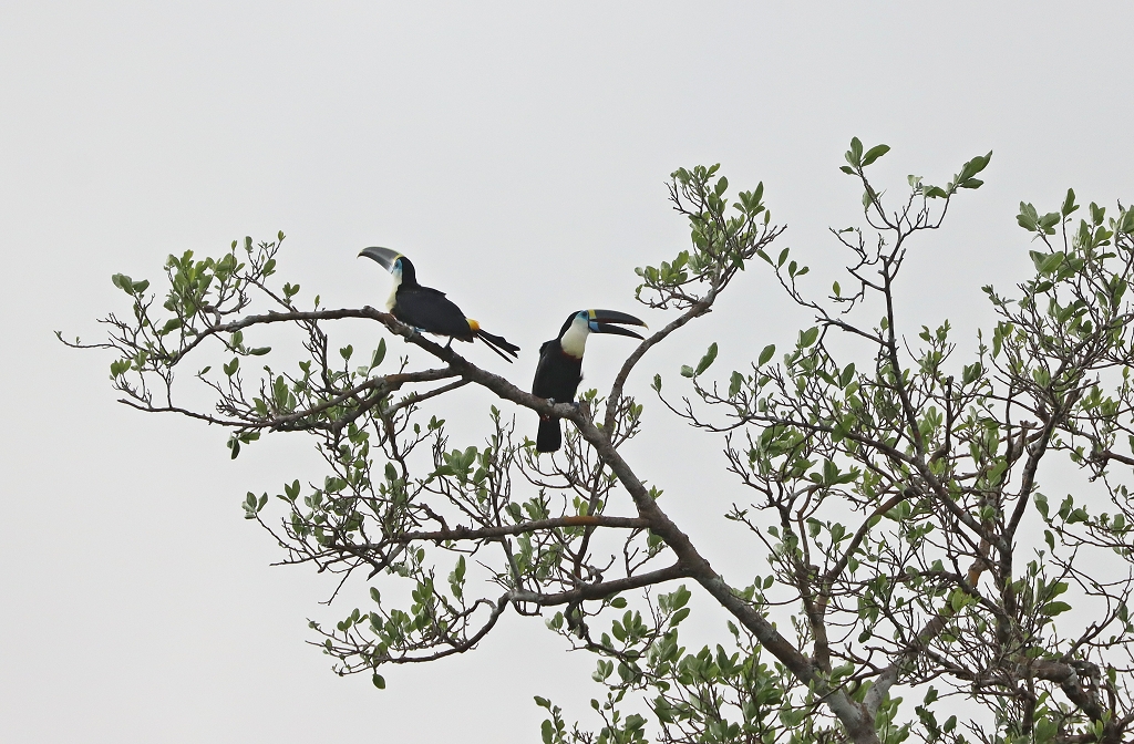 Weißbrusttukan (White-throated toucan, Ramphastos tucanus)