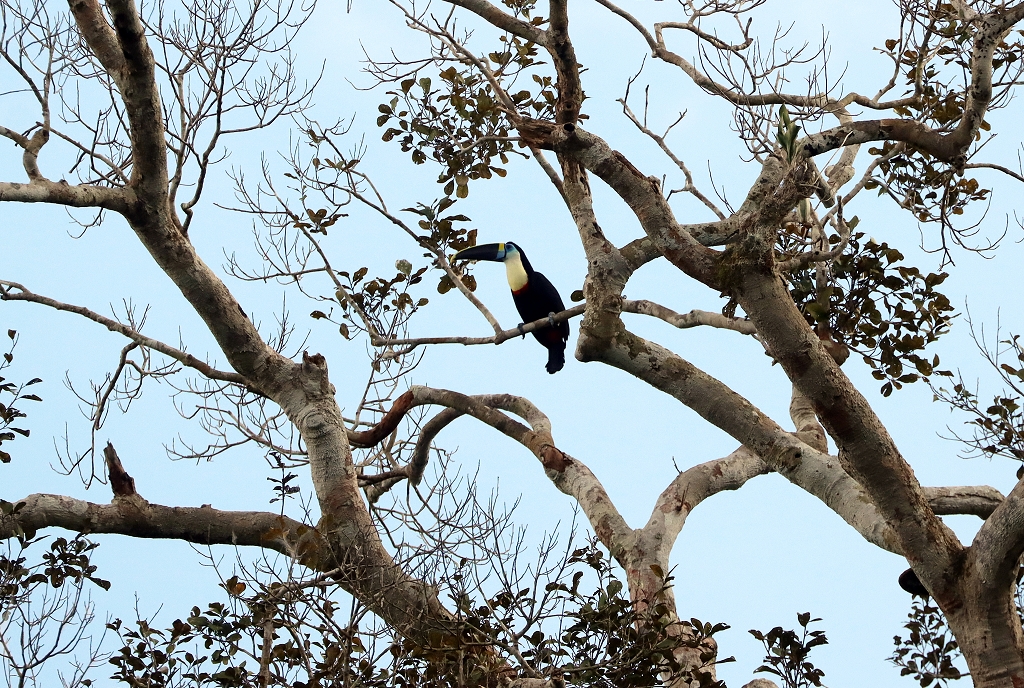 Weißbrusttukan (White-throated toucan, Ramphastos tucanus)
