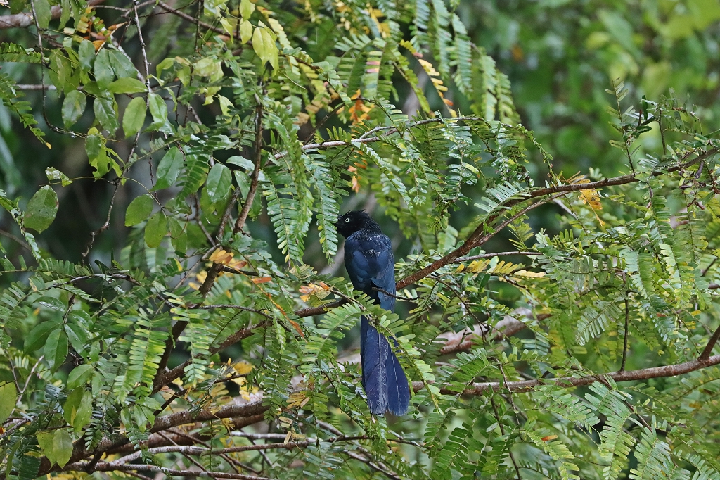 Riesenani (Greater ani, Crotophaga major)