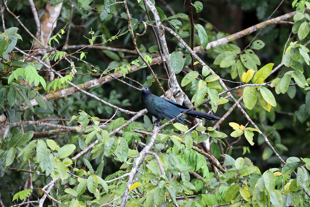 Riesenani (Greater ani, Crotophaga major)