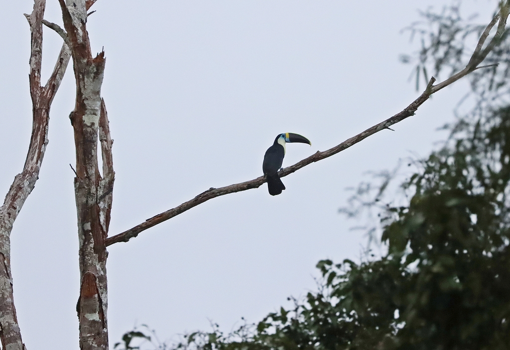 Weißbrusttukan (White-throated toucan, Ramphastos tucanus)
