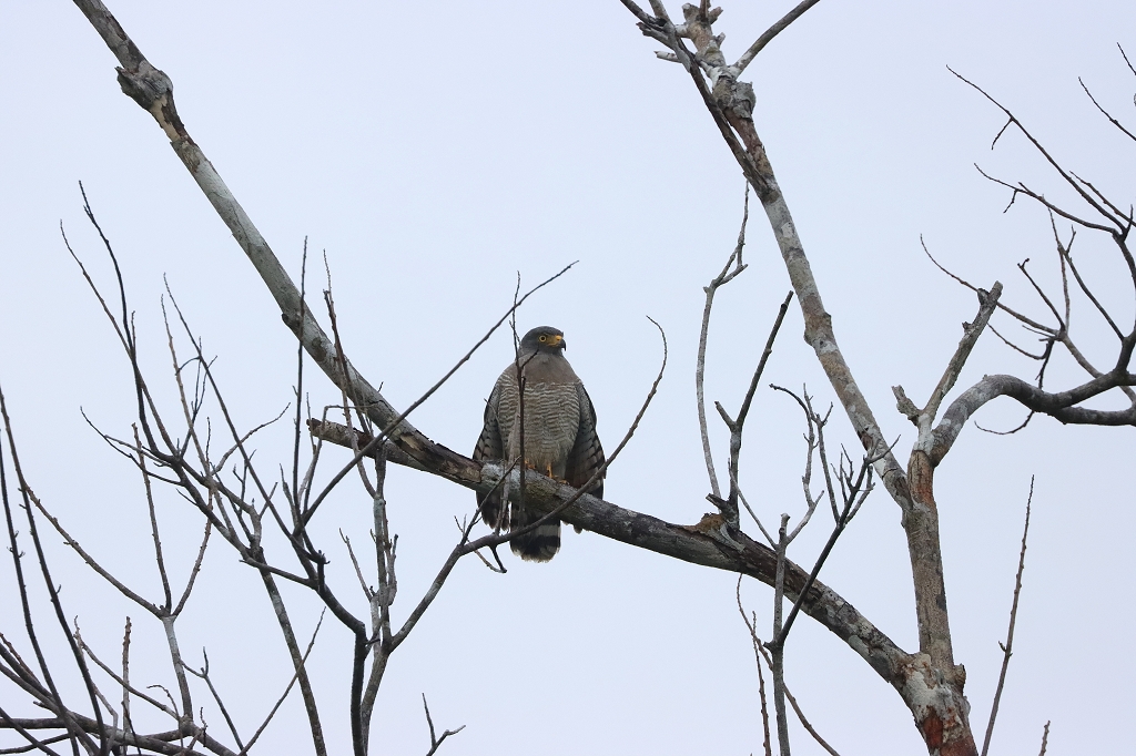 Wegebussard (Roadside hawk, Rupornis magnirostris)