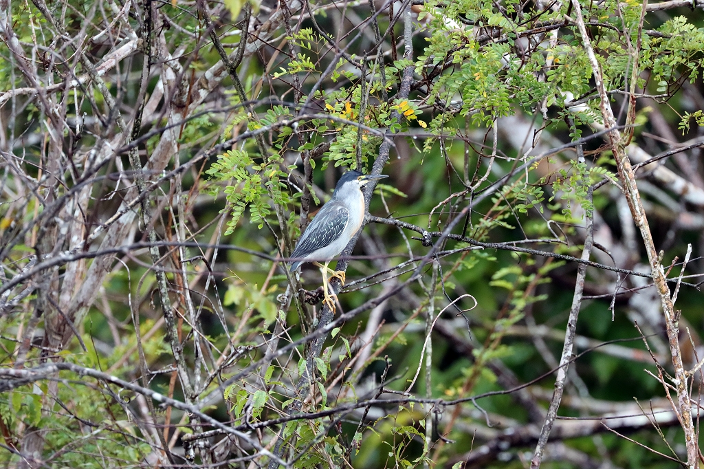 Nachtreiher (Black-crowned night heron, Nycticorax nycticorax)