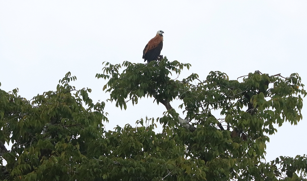 Fischbussard (Black-collared hawk, Busarellus nigricollis)