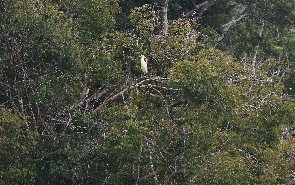 Kappenreiher (Capped heron, Pilherodius pileatus)