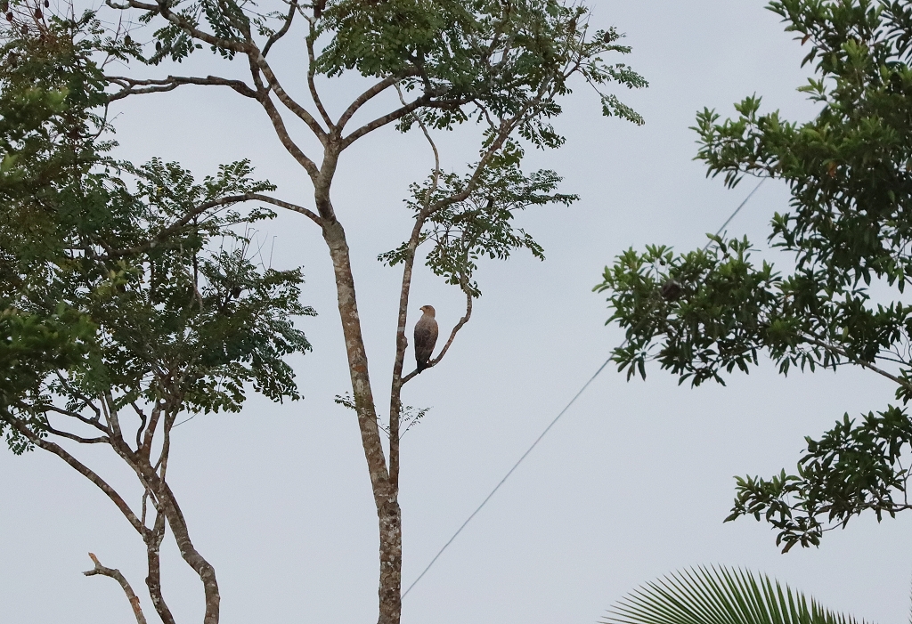 Savannenbussard (Savanna hawk, Buteogallus meridionalis)