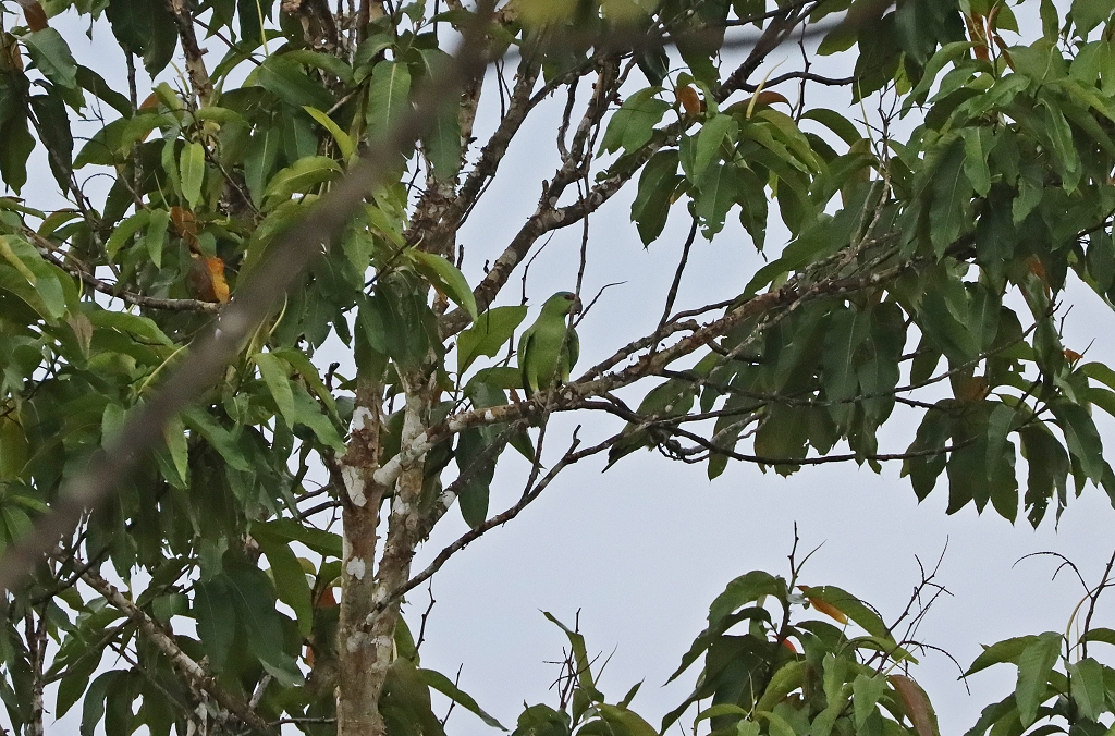 Kurzschwanzpapagei (Short-tailed parrot, Graydidascalus brachyurus)
