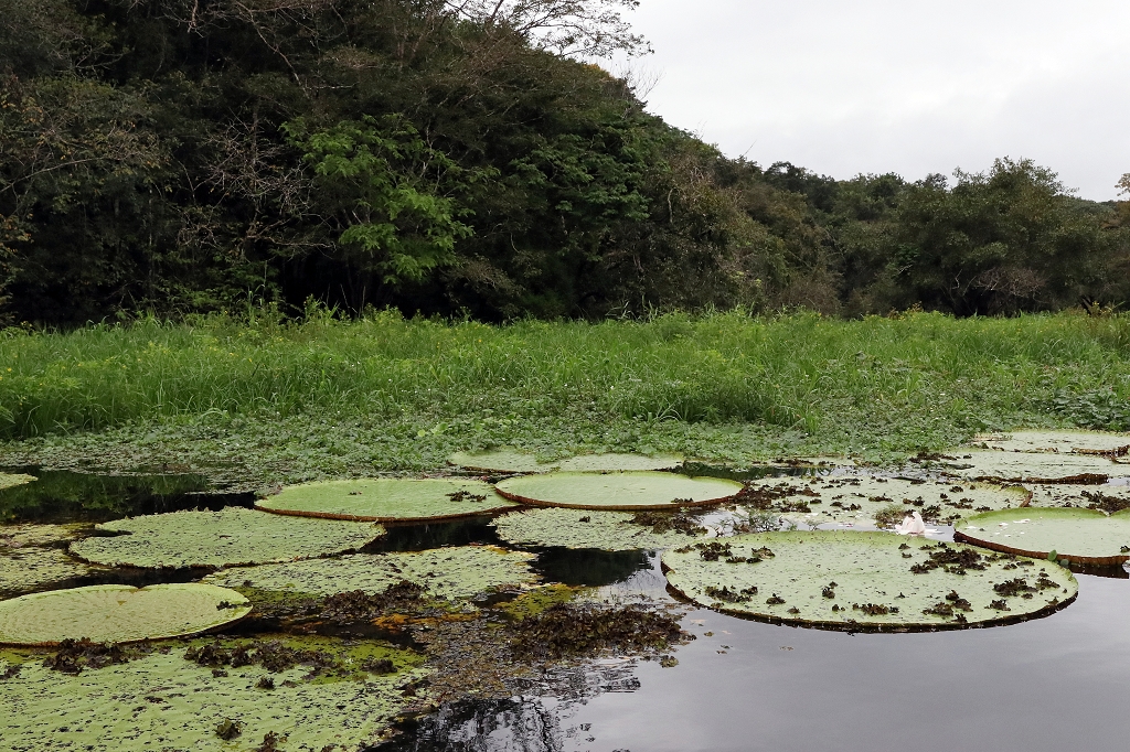 Wasserlilien im Amazonas