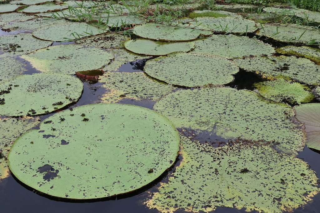 Wasserlilien im Amazonas
