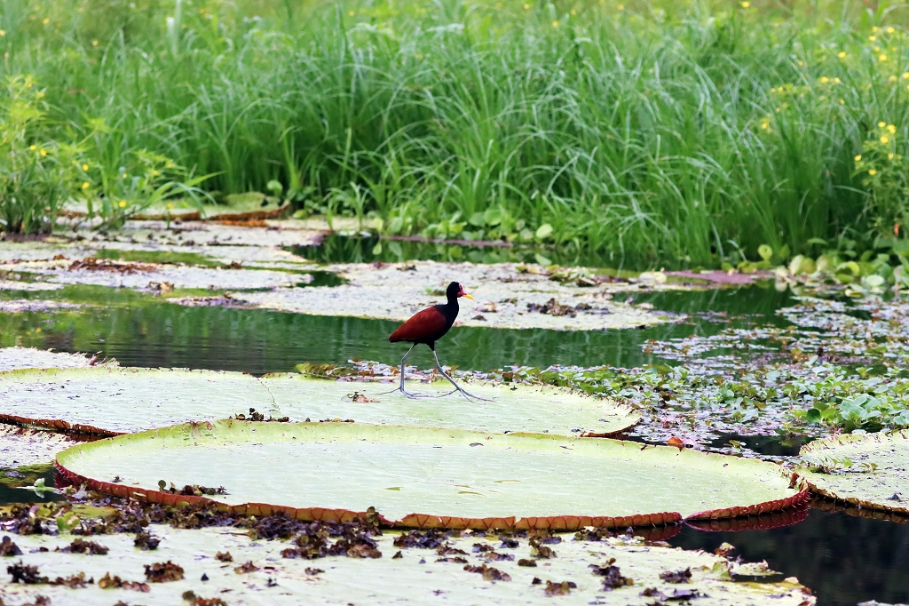 Rotstirn-Blatthühnchen auf Wasserlilie im Amazonas
